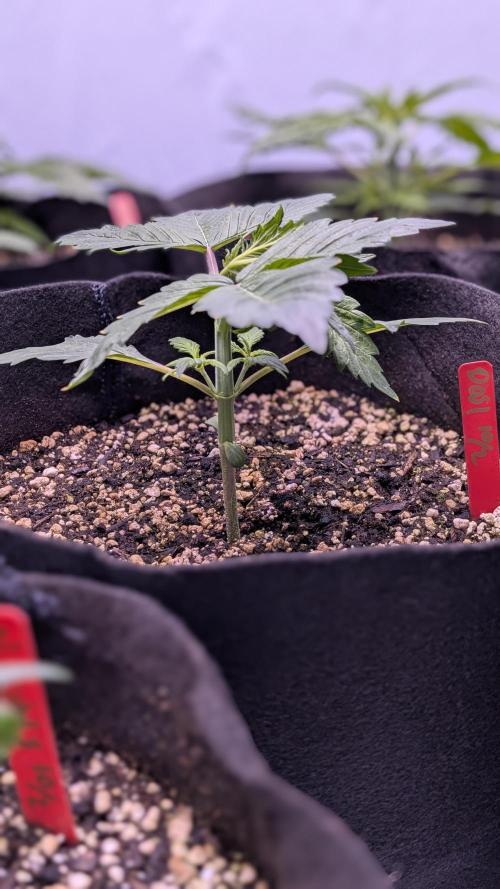 RQS - Autoflower grow - Super Soil. Week 5