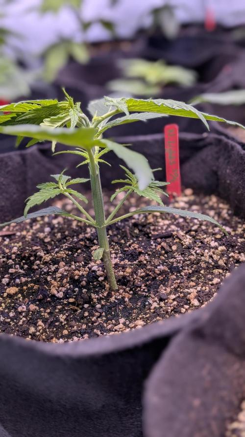 RQS - Autoflower grow - Super Soil. Week 5