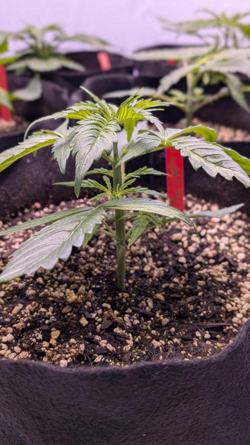 RQS - Autoflower grow - Super Soil. Week 5