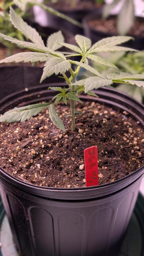 RQS - Autoflower grow - Super Soil. Week 5