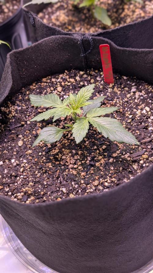 RQS - Autoflower grow - Super Soil. Week 5