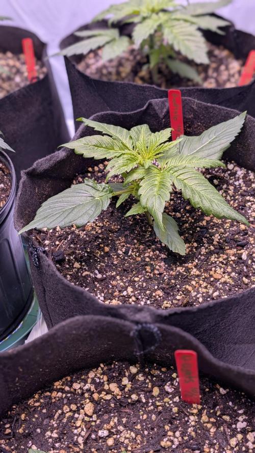 RQS - Autoflower grow - Super Soil. Week 5