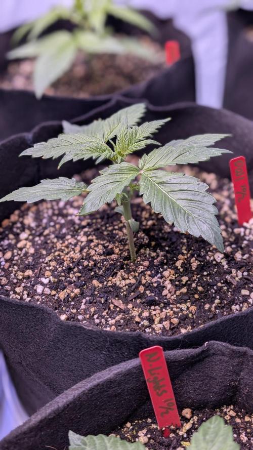 RQS - Autoflower grow - Super Soil. Week 5