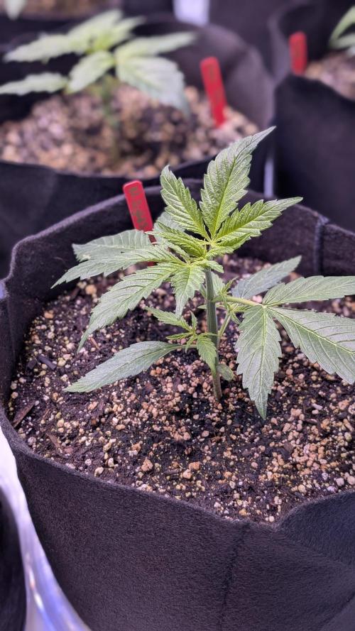 RQS - Autoflower grow - Super Soil. Week 5