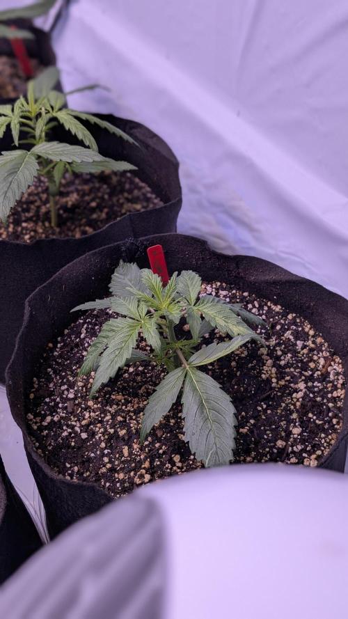 RQS - Autoflower grow - Super Soil. Week 5