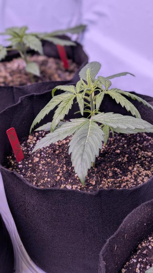 RQS - Autoflower grow - Super Soil. Week 5