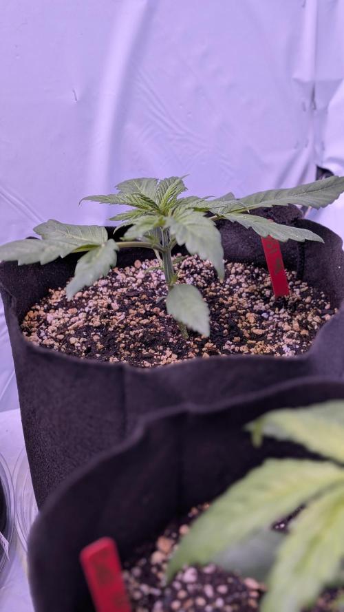 RQS - Autoflower grow - Super Soil. Week 5