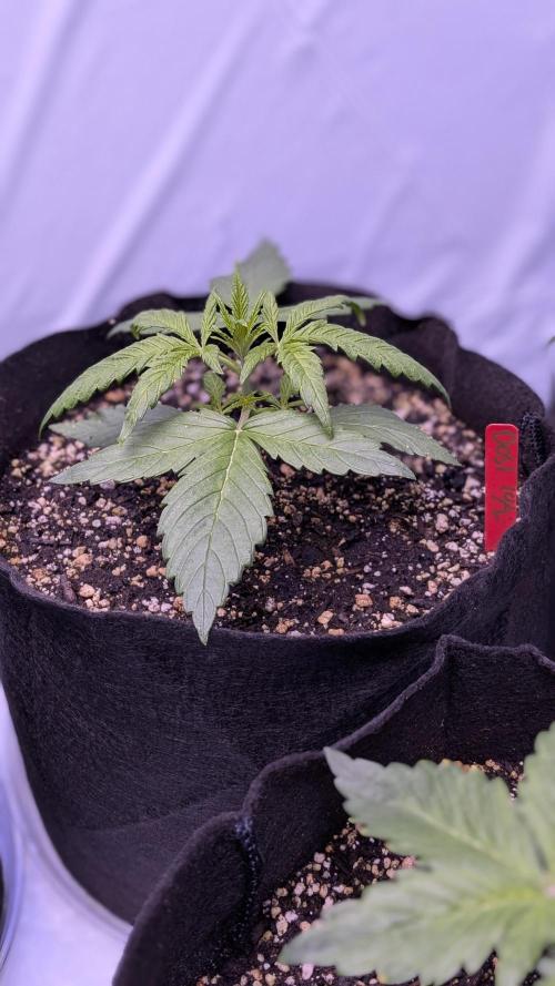 RQS - Autoflower grow - Super Soil. Week 5