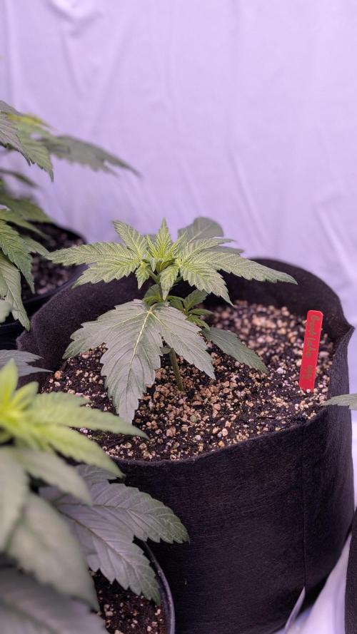 RQS - Autoflower grow - Super Soil. Week 5