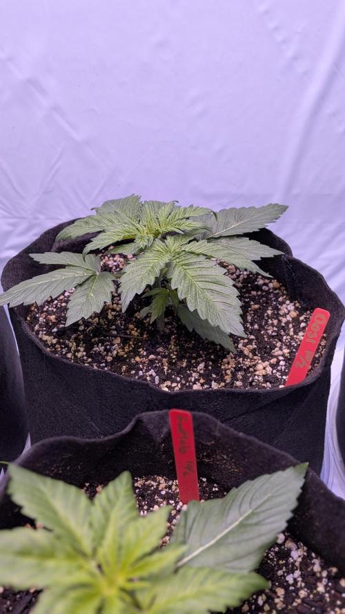 RQS - Autoflower grow - Super Soil. Week 5