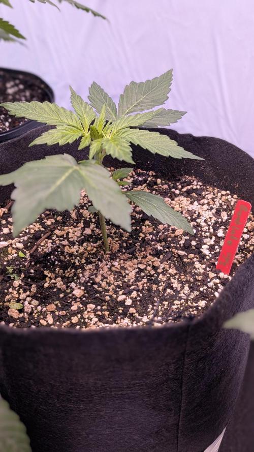 RQS - Autoflower grow - Super Soil. Week 5