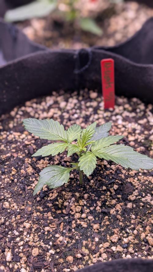 RQS - Autoflower grow - Super Soil. Week 5