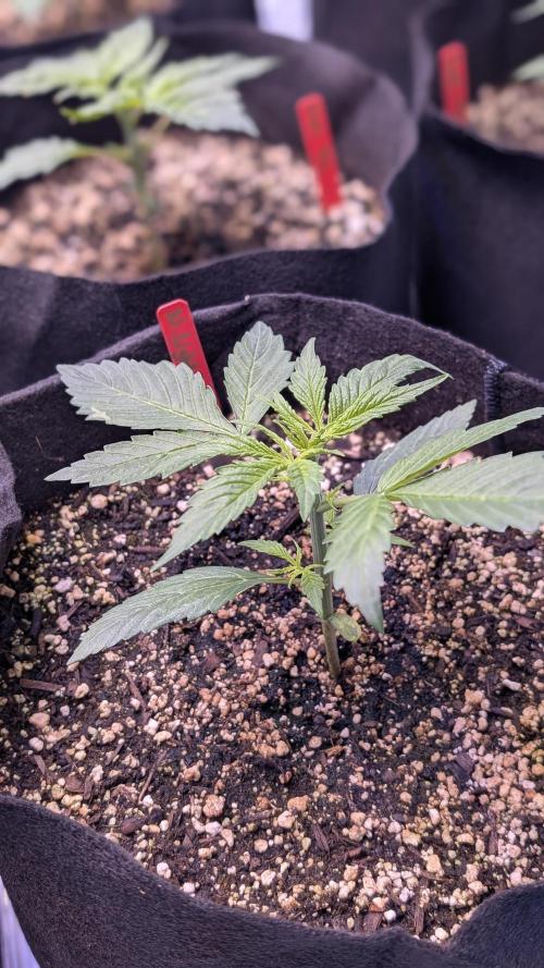 RQS - Autoflower grow - Super Soil. Week 5