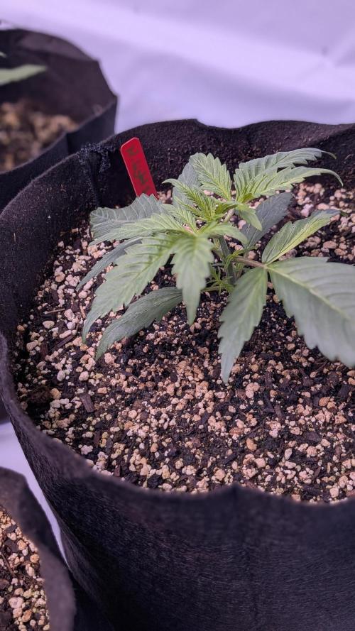 RQS - Autoflower grow - Super Soil. Week 5