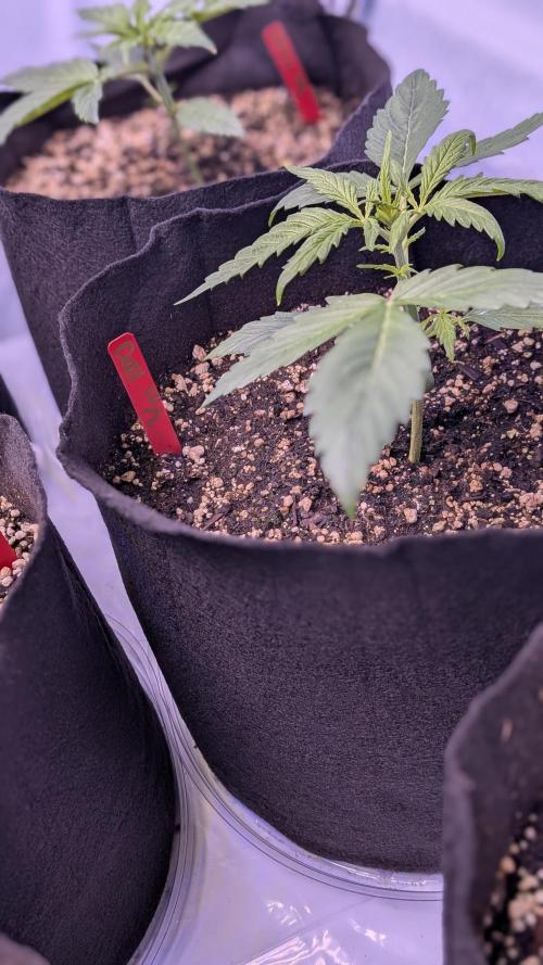 RQS - Autoflower grow - Super Soil. Week 5