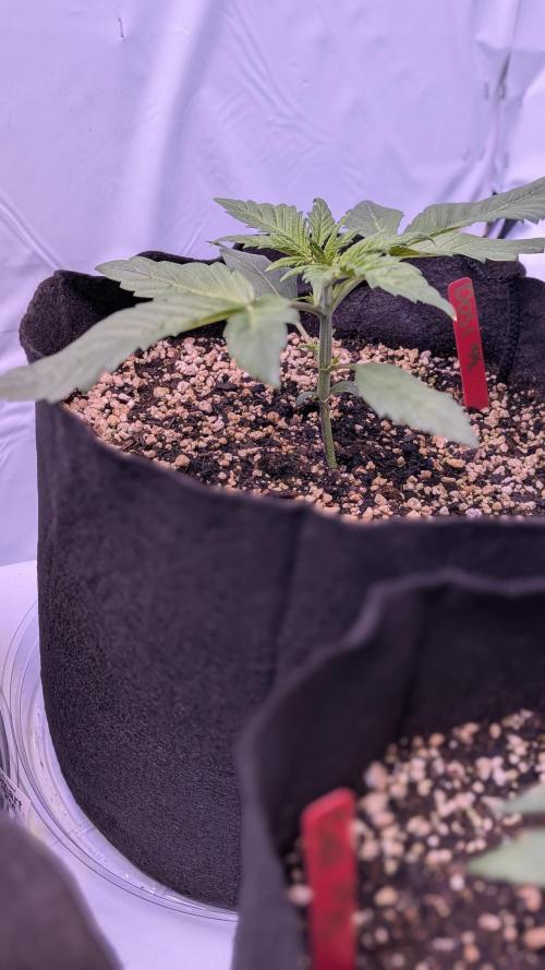 RQS - Autoflower grow - Super Soil. Week 5