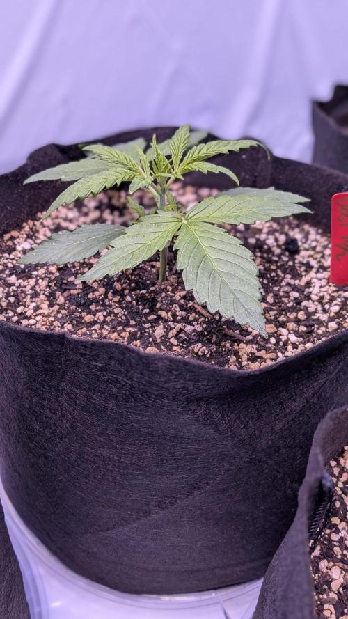 RQS - Autoflower grow - Super Soil. Week 5