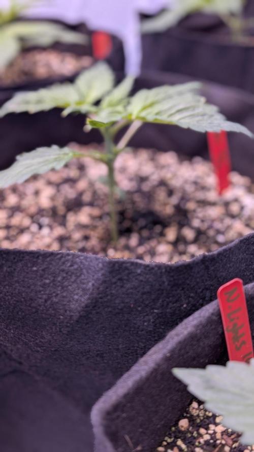 RQS - Autoflower grow - Super Soil. Week 5