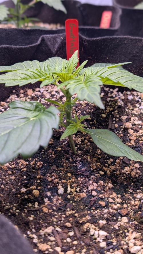 RQS - Autoflower grow - Super Soil. Week 5