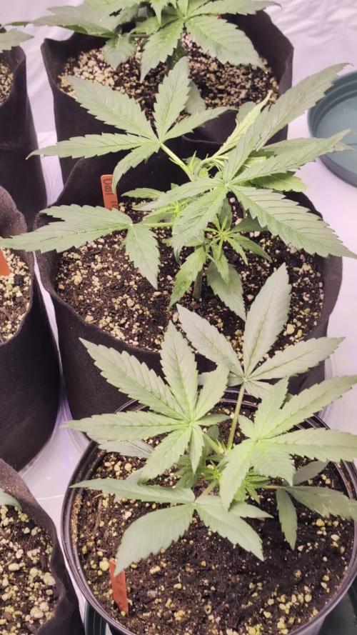 RQS - Autoflower grow - Super Soil