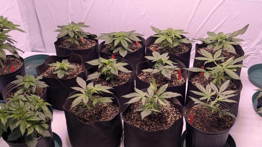 RQS - Autoflower grow - Super Soil. Week 6