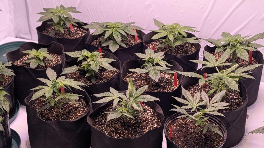 RQS - Autoflower grow - Super Soil. Week 6