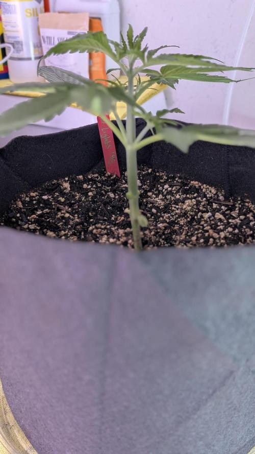 RQS - Autoflower grow - Super Soil. Week 6