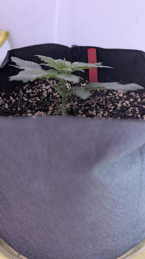 RQS - Autoflower grow - Super Soil. Week 6