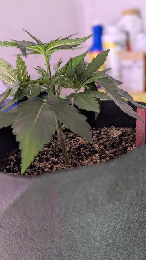 RQS - Autoflower grow - Super Soil. Week 6