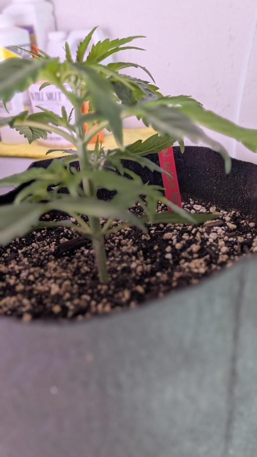 RQS - Autoflower grow - Super Soil. Week 6