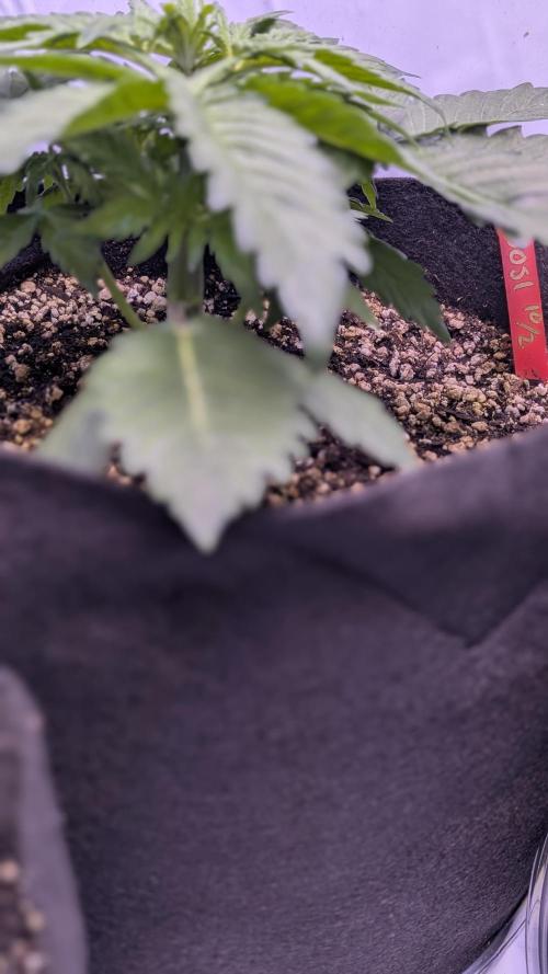 RQS - Autoflower grow - Super Soil. Week 6