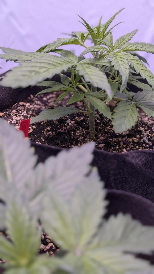 RQS - Autoflower grow - Super Soil. Week 6