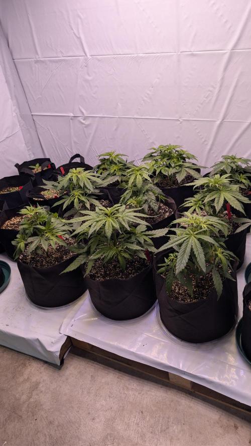 RQS - Autoflower grow - Super Soil. Week 7