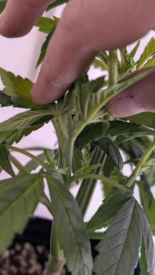 RQS - Autoflower grow - Super Soil. Week 7