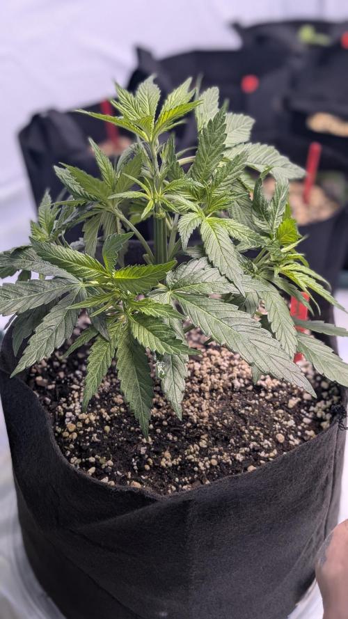 RQS - Autoflower grow - Super Soil. Week 7