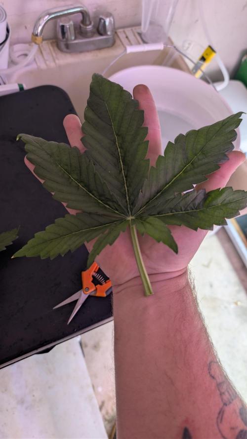 RQS - Autoflower grow - Super Soil. Week 7