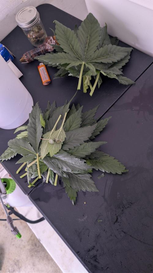 RQS - Autoflower grow - Super Soil. Week 7