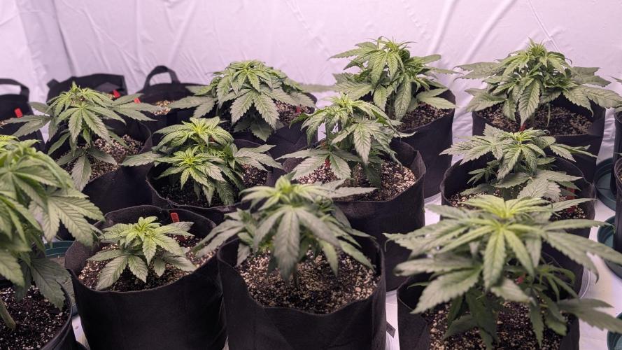 RQS - Autoflower grow - Super Soil. Week 7