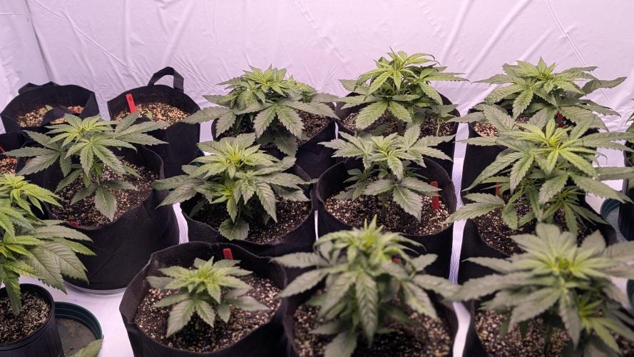 RQS - Autoflower grow - Super Soil. Week 7