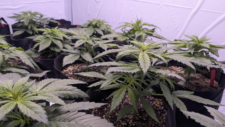 RQS - Autoflower grow - Super Soil. Week 7