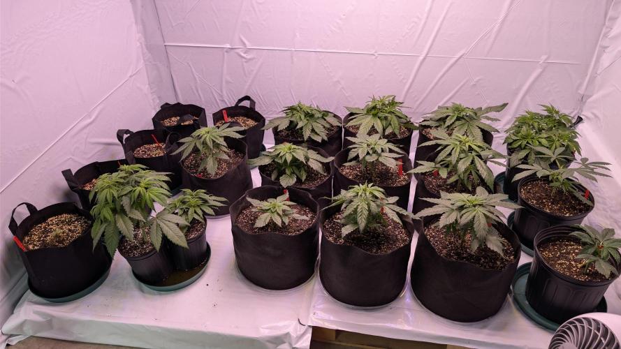 RQS - Autoflower grow - Super Soil. Week 7