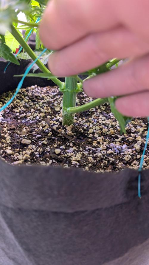 RQS - Autoflower grow - Super Soil. Week 8