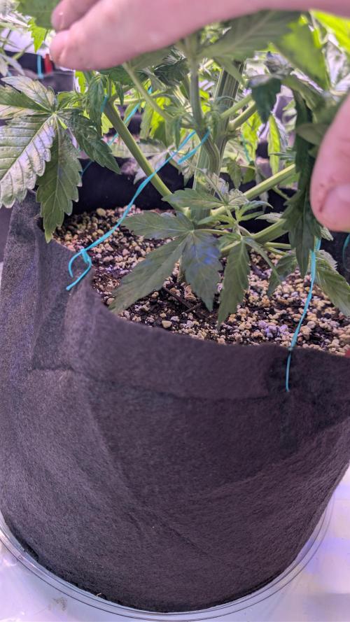 RQS - Autoflower grow - Super Soil. Week 8