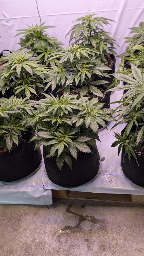 RQS - Autoflower grow - Super Soil. Week 8