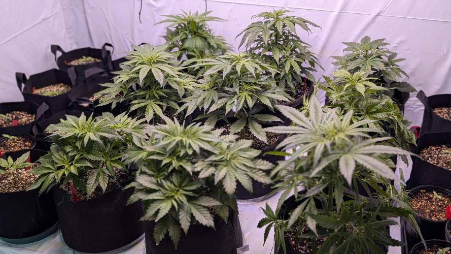 RQS - Autoflower grow - Super Soil. Week 8