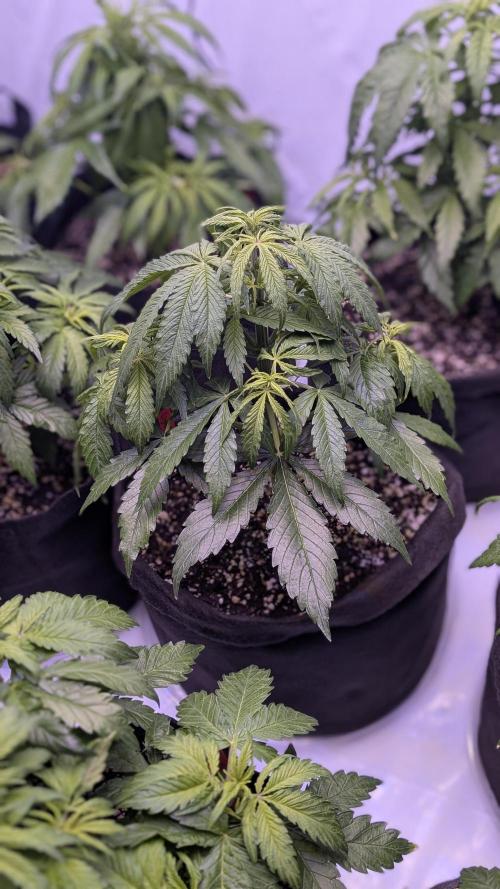 RQS - Autoflower grow - Super Soil. Week 8