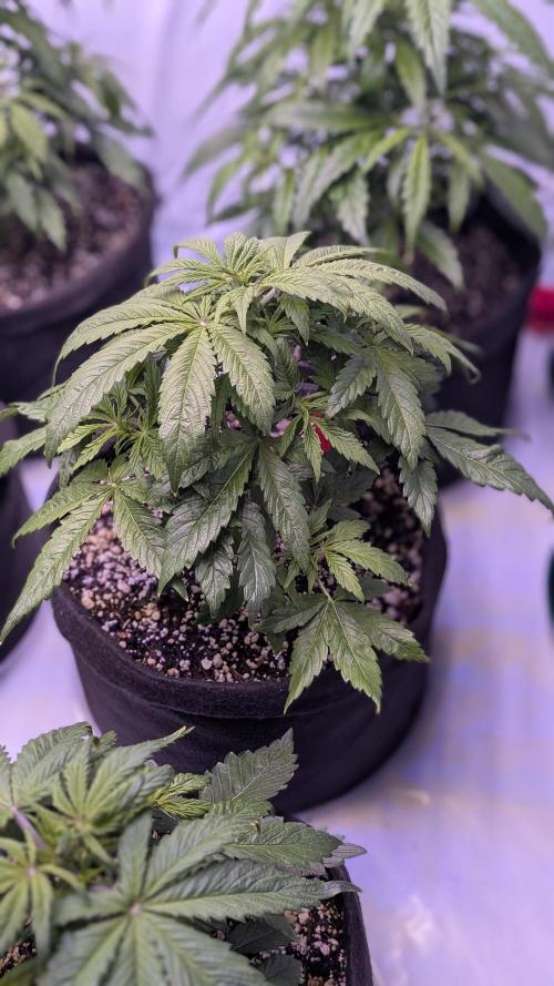 RQS - Autoflower grow - Super Soil. Week 8