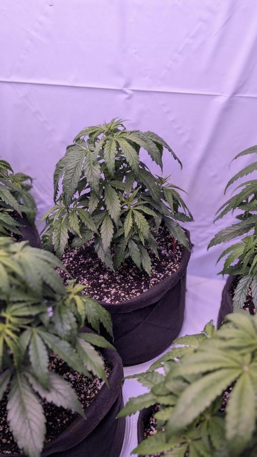 RQS - Autoflower grow - Super Soil. Week 8