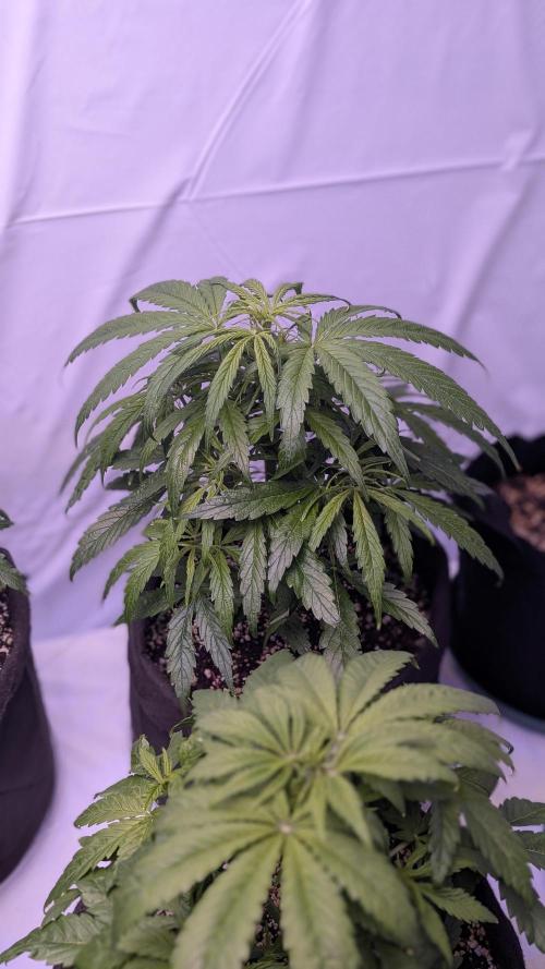 RQS - Autoflower grow - Super Soil. Week 8