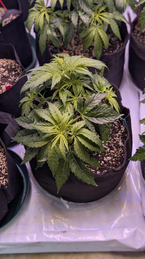 RQS - Autoflower grow - Super Soil. Week 8